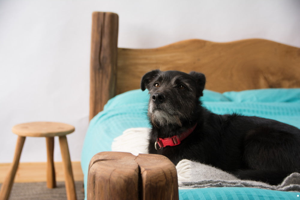 dog on oak bed